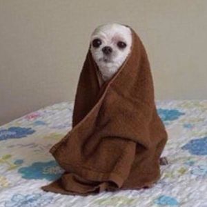 Meet your Posher, Jacob